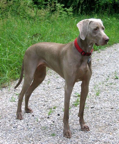whiner reimer dog|Weimaraner Dog Breed Information .